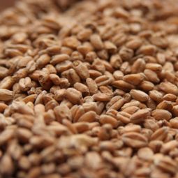 Rahr Red Wheat - 1 Pound